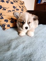 Corgi - puppies for sale
