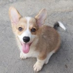Šteniatka Corgi pembroke