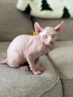 Mačiatka sphynxa k dispozícii
