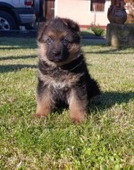 Nemecký ovčiak šteniatka