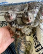 Zdravé mláďatá kosmáčovcov sú pripravené na predaj