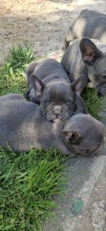 Francúzsky buldog šteniatka sky blue