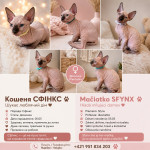 Predam mačiatka sphynx