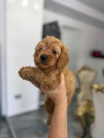 Goldendoodle Krásne šteniatka