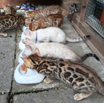 bengal macka bengalska maciatka 