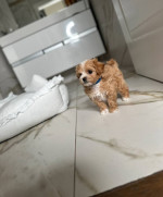 Adorable Toy Poodle Puppies for Sale
