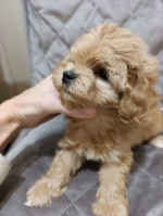 Premium Toy Poodle Puppies