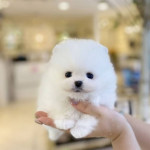 Očarujúci 12-týždňový pomeranian pripravený na lásku!