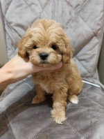 Adorable Toy Poodle Puppies for Sale
