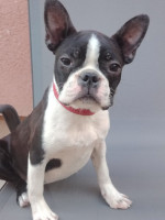 Boston Terrier fenka