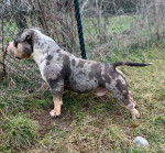 American Bully Pocket – pes a sučka na predaj