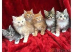 Priateľské mačiatka plemena Maine Coon na adopciu