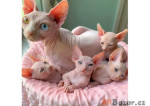 Mačiatka sphynx na adopciu.