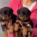 Šteniatka rotvajlera na adopciu