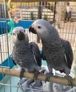 Rodina afrických sivých papagájov na adopciu