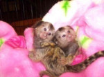Priateľské kosmáče na adopciu
