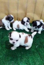 Šteniatka shitzu na adopciu