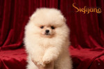 Pomeranec BOO medvedíky, pomeranský špic – šteniatka