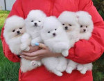 Šteniatka pomeraniana na adopciu