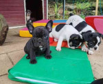 Šteniatka francúzskeho buldočka na adopciu