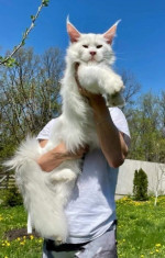 Mačiatka Maine Coon