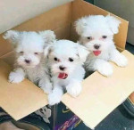 Roztomilé šteniatka maltézskeho buldočka na adopciu