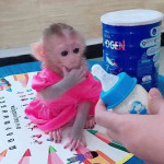 Kapucínske opice na adopciu