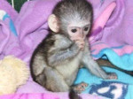 Zdravé kapucínske opice na adopciu