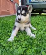 Sibirsky husky