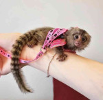 Priateľské kosmáče na adopciu