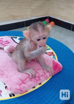 Vycvičené kapucínske opice na adopciu