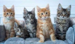 Priateľské mačiatka mainskej mývaliej mačky na adopciu
