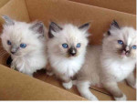 Mačiatka ragdoll na adopciu