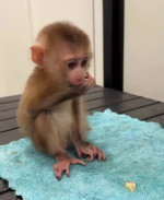Ponúkame na adopciu opice druhu malpa (kapucín)