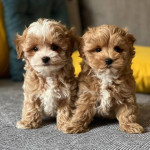 Rozkošné šteniatka maltipoo