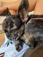 Kvalitné šteniatko francúzskeho buldočka na adopciu!!!