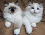 Mačiatka ragdoll na adopciu