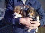 Šteniatka plemena Beagle (bígl) – socializované