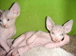 Milujem roztomilé a milé mačiatka sphynx na adopciu.