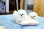 Šteniatka pomeraniana na adopciu
