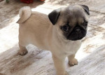 2 Steniatka mops