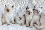 Roztomilé a očarujúce mačiatka ragdoll