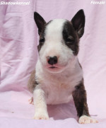 Mini Bull teriér – šteniatka