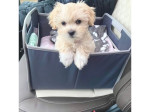 Rozkošné šteniatka plemena Maltipoo odchované v domácom prostredíx