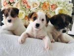 Šteniatka Jack Russell teriéra