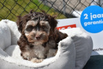 Šteniatka havanského psíka (Havanese)