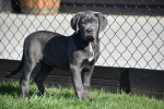Šteniatka plemena Cane Corso (modré sfarbenie)