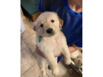 Šteniatka labradora s registráciou KC (Kennel Club)