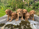Šteniatka plemena Cockapoo hľadajú milujúce domovy