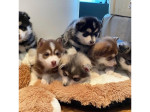 Rozkošné šteniatko plemena Pomsky